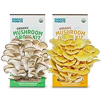 Back to the Roots Organic Pearl and Golden Oyster Mushroom Grow Kit - Grow Your Own Mushrooms at Home - 2 Count Variety Plant Kit