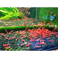 Fire Red Cherry Shrimp Live Freshwater Shrimp Aquarium Neocaridina Inverts RCS (10 Shrimps (+2))