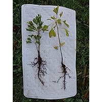 One Ginkgo biloba Plant 2-3 yo. Sent with Roots Wrapped. 6-12 inches Tall