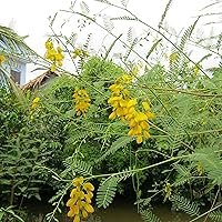 CHUXAY GARDEN Sesbania Bispinosa Seeds,Sesbania Aculeata 10 Seeds Small Annual Shrub Grow to 7m Native Wildflower Ornamental Lovely Yellow Flowering Plant Great for Garden