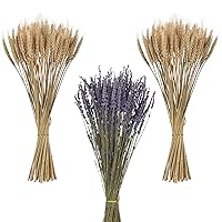 100pcs Dried Wheat Stalks and 100pcs Dried Lavender Bundles, Natural Dried Flowers Bouquet Dried Floral Arrangement for Home Wedding DIY Craft Vase Party Spring Decor (17