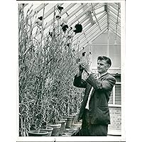 Vintage photo of Parks and Gardens Earlham:Carnation with mr win tending them.