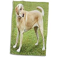 3dRose Florene Dog - Yellow Lab on Lawn - Towels (twl-49373-1)
