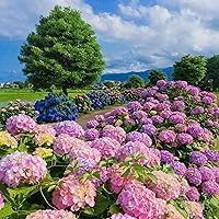 60 Pcs Hydrangea Seeds for Planting Mixed Color - Hydrangea Macrophylla Giant Snowball Hydrangea Fast Growing Shrub Seeds