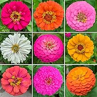 California Giant Zinnia Flower Seeds Mix - Open Pollinated Seed Attracts Bees, Attracts Butterflies - Easy Fast to Grow & Maintain