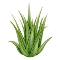 Aloe Vera Gels