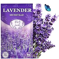 English Lavender Flower Seeds for Planting - 10000+ English Lavender Vera Herb Seeds in Premium - Attracts Pollinators - Non GMO