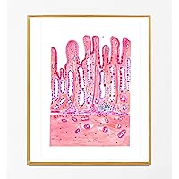 Stomach Histology Gastrointestinal Watercolor Wall Art, Pathology Art, Histology Art, Gift for Pathology Assistant, Gastroenterology Poster, Fine Art Print (5x7 in)
