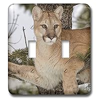 3dRose Danita Delimont - Mountain Lion - Mountain Lion in tree, captive, Montana. Puma Concolor - double toggle switch (lsp_314910_2)