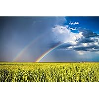Country Photography Print (Not Framed) Picture of Double Rainbow Over Wheat Field on Spring Day in Kansas Nature Wall Art Farmhouse Decor (4