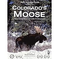 Colorado's Moose