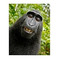 Smiling Monkey Selfie - Animal Wall Art Decor, Funny Wall Art Animal Themed Print is Ideal for Home Decor, Nursery Decor, Classroom & Kids Room Decor. Cuteness Overload! Unframed - 8X10