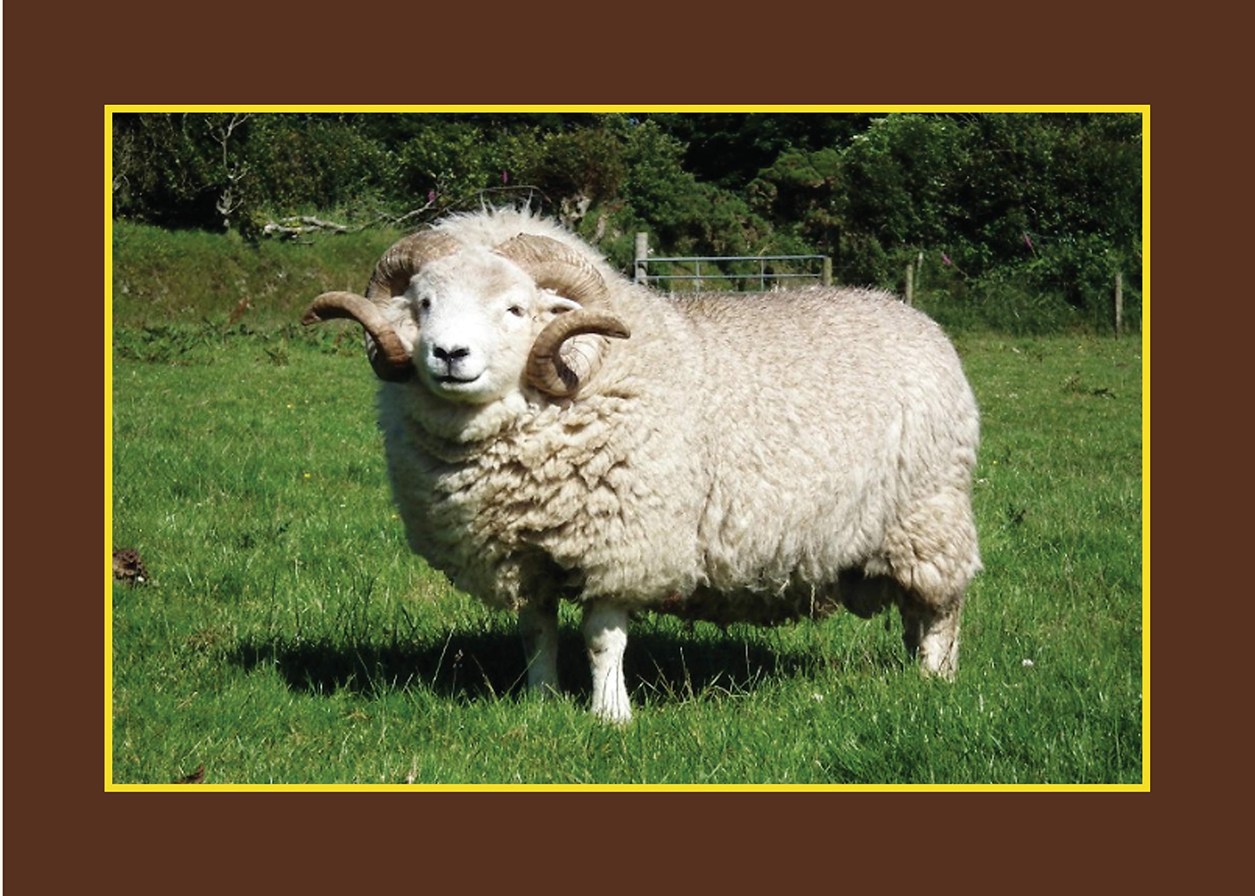 Know Your Sheep (Old Pond Books) 44 Sheep Breeds from Beulah Speckled Face to Wensleydale, with Full-Page Photos and Comprehensive Descriptions of the Appearance, History, Wool Quality, and More