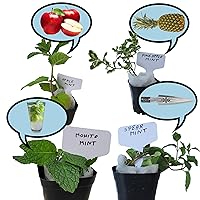 Apple, Mojito, Pineapple, Spearmint Plants. Live, Fragrant, Fresh, Edible. Easy Grow. Indoor/Outdoor. (4 Mint Cups)
