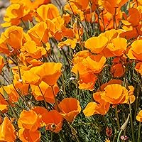 3000+ California Poppy Flower Seeds - Red Purple Orange Corn Poppy Seeds for Planting, 3 Packs of Perennial Wildflower Mixed Seeds