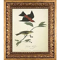 Scarlet Tanager Canvas Print, 11.5 in x 13.5 in, Versailles Gold Frame