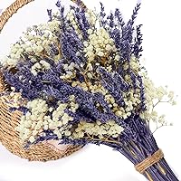 Dried Preserved Babys Breath & Lavender Flowers Bundle, 2500+ Natural Gypsophila Flowers + 180-200 Stems Lavenders, Dry Flowers Bulk for Vase, Weeding and Home Decor, Aromatherapy, Fragrance, Party
