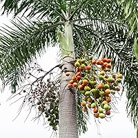 Palm Trees, Set of 2, Outdoor Decorative Plants, Tall Stem, Plastic