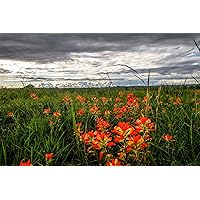 Wildflower Photography Print (Not Framed) Picture of Indian Paintbrush Bringing Color to Stormy Day in Oklahoma Country Wall Art Farmhouse Decor (5