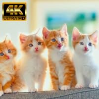 Cats 4K screensaver - Calming Cat Video TV Background with Calming Music to Reduce Stress