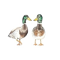 Limited Edition Mallard Duck Print 8.5x11 Watercolor