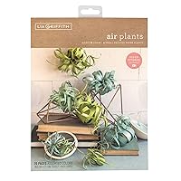 Lia Griffith Frosted Paper Flowers Air Plants, 8.5