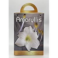 Amaryllis Grow Kit - Large Snow White - Pre Potted White Amaryllis in Gift Box