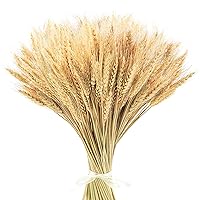 17.7 Inches Dried Wheat Stalks, 400 Stems Dried Flowers 100% Natural Wheat for Home Kitchen Wedding Party Table Centerpiece Harvest Wreath Boho Farmhouse DIY Decoration