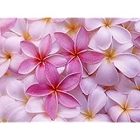 Hawaii Hawaiian Pink Plumeria Frangipani Plant Cutting 9 to 12 Inches Long