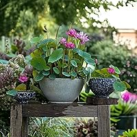 12pcs Mixed Color Bowl Lotus Seeds - Premium Bonsai Set for Beautiful Water Plants - Non-GMO Heirloom Variety
