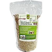 Pampered Chicken Mama Non-GMO Fodder Seeds for Chickens (3 pounds), Pasture Grass Seed, Wheat Grass Seeds for Growing, Wheat Seeds for Fodder