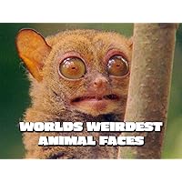 World's Weirdest Animal Faces