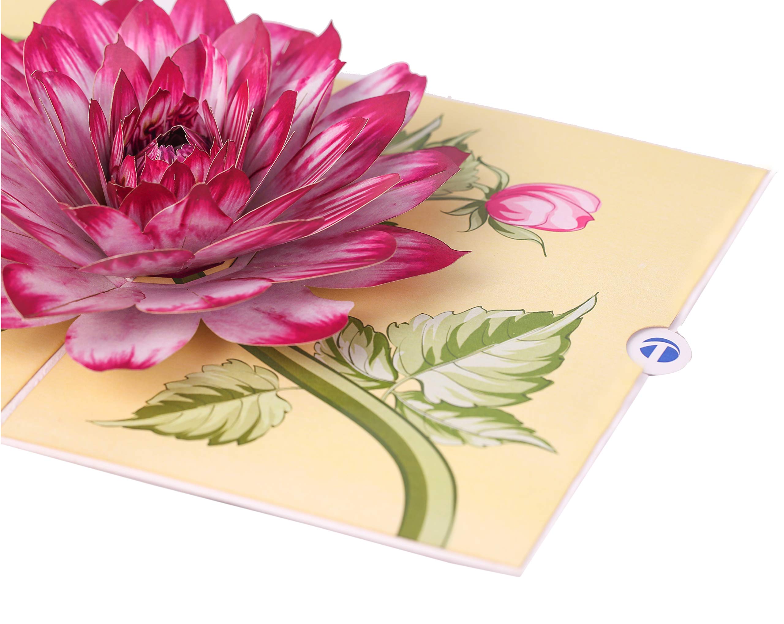 TRUANCE Pop Up Card, Greeting Card, Dahlia Flower, For Mothers Days, Fathers Day, Anniversary Card, Birthday Card, Love Card, Thank You Cards All Occasions