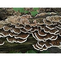 100 Turkey Tail Mushroom Plug Spawn to Grow Gourmet Medicinal Mushrooms at Home or Commercially on Stumps or Logs