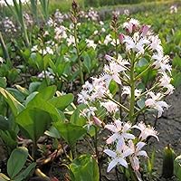 Bog Bean, a Great Live Pond Plant for Your Water Garden. Filters The koi and Goldfish Pond. Good for Bogs, Plant Shelf or Shallow Water This marginal Aquatic is a Real Beauty
