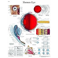 Paper Anatomical Charts - Eye - 1 Each/Each - 12-4607P