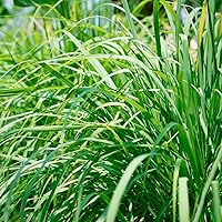 1000+ Lemongrass Seeds for Planting - Perennial Plant Outdoor Indoor Home