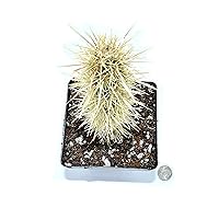 Coyote Cactus - Jumping Needle Spine Cactus- 5 inch with Pot and Soil- Demon Gardens
