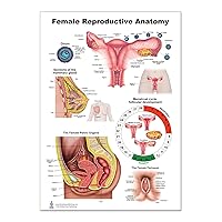 Blue Tree Publishing Female Reproductive Anatomy Poster