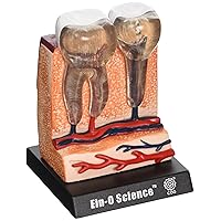 Bio Signs Human Anatomy - Teeth & Gums