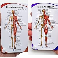 Blue Tree Publishing Female and Male Anatomy Anatomical Pocket Chart Set 3x5.25inch