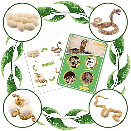 DQstar Life Cycle Figures of Praying Mantis, Ladybug, Snails, Scorpion, Crocodile, Snake, Science Toys kit, Animal Figures for Kids Age 3-12