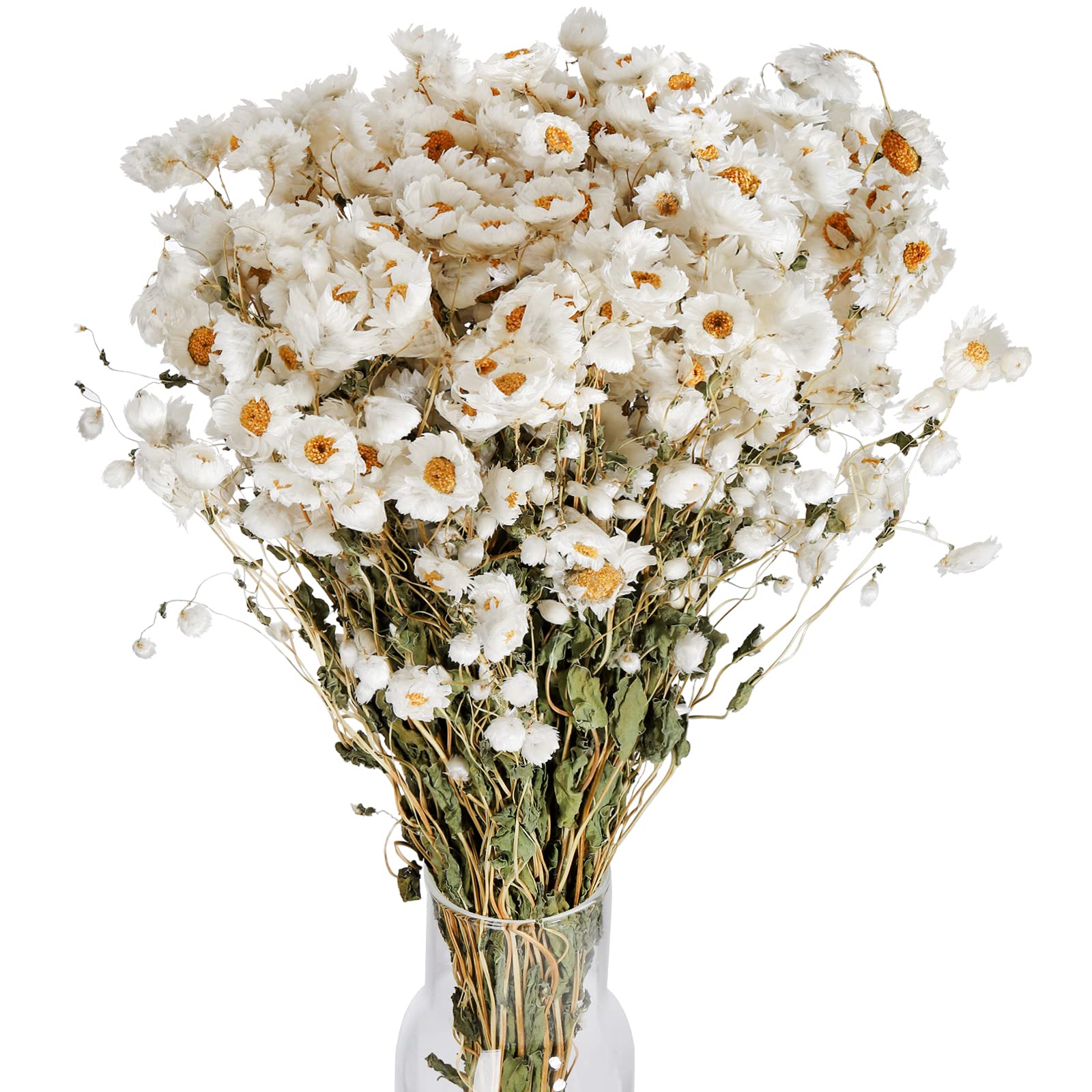 Mua Coloch White Dried Daisy Flower Bouquet Set, 300+ Real Daisies ...