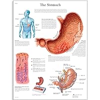VR1426L Glossy Laminated Paper The Stomach Anatomical Chart, Poster Size 20