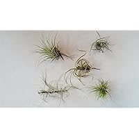 Air Plants Tillandsia House Plant Variety 5-Pack by DeVos