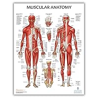Anatomy Lab Muscular System Anatomical Chart, LAMINATED, 17.3 x 22.5 Inches, Muscles Diagram, Medical Posters, Muscular System Poster, Human Anatomy Poster