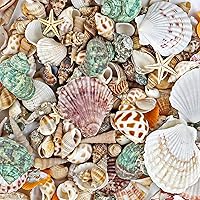 200+pcs Sea Shells Mixed Ocean Beach Seashells, Various Sizes Natural Seashells Starfish for Fish Tank, Home Decorations, Beach Theme Party, Candle Making, Wedding Decor, DIY Crafts