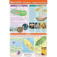 Microlife Poster - Laminated, Full-Color, 23