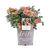 Drift Roses - Rosa Peach Drift (Rose) Rose, double peach flowers, #2 - Size Container