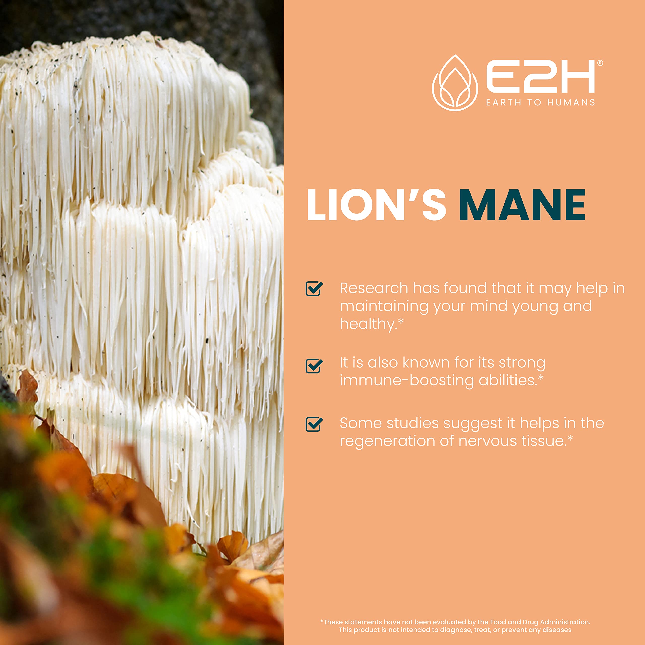E2H: Lion's Mane for Mental Clarity & Immunity, Liver Support with Milk Thistle for Detox & Energy - 2 Fl Oz Each (4 Fl Oz Total) - Bundle